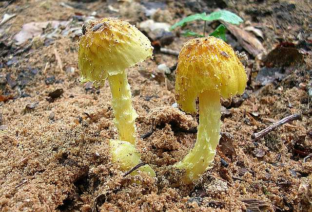 2005 :  Un anno di funghi